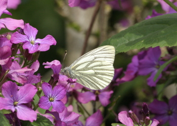 Grünader-Weißling (Pieris napi) - © Emanuel Trummer